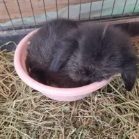 خرگوش مینی لوپ|موش و خرگوش|لشت نشا, |دیوار