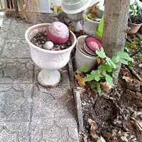 تعدادی گلدان