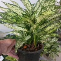 زاموفیلیا سوپر بلک سایز بزرگ|گل و گیاه طبیعی|اصفهان, سپاهانشهر|دیوار