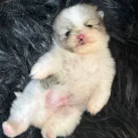 پامرانین سایز تیکاپ