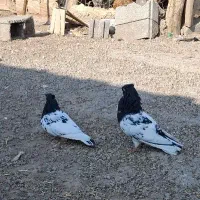 یک جفت قره باش