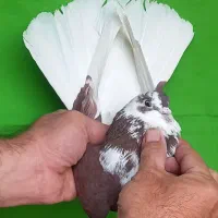 کفتر مایه ۱۰عدد یکجا