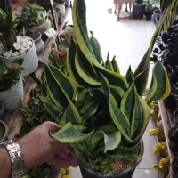 سانس پیچ یا سانسوریا طلای پیچ