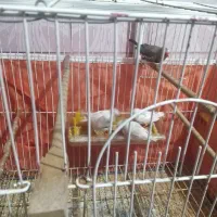 فنچ|پرنده|بندر ماهشهر, |دیوار