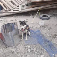 سگ هاسکی زیبا و مهربون|سگ|ارومیه, |دیوار