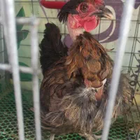 مرغ محلی|حیوانات مزرعه|قم, هنرستان|دیوار