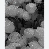 گل و انواع گلهای دیگه هم داریم