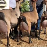 فروش بز های سانن نژاد های پر شیر|حیوانات مزرعه|خسروشاه, |دیوار