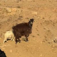 بره گوشتی بز‌گوشتی|حیوانات مزرعه|هشتگرد, خور|دیوار