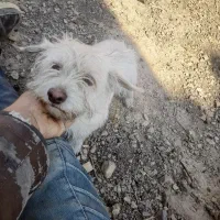 گمشده پاپی سفید