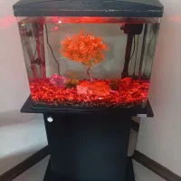 آکواریوم ماهیران باتمام وسایل