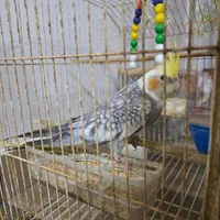 معاوضه عروس هلندی با طوطی کوتوله