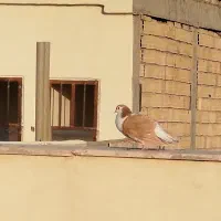 کبوتر خوب