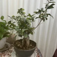 گل های طبیعی|گل و گیاه طبیعی|قم, آزادگان|دیوار