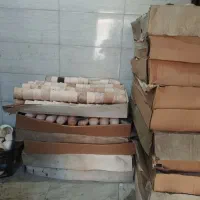 گلدون نصف قیمت|گل و گیاه طبیعی|اهواز, شهرک اکباتان|دیوار