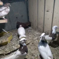 چندعددطوقی با یه ماده سرخ خونی|پرنده|شیروان (لرستان), |دیوار