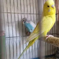 مرغ عشق رینبو انگلیسی با جوجه و تخم و رام|پرنده|شیراز, محراب|دیوار