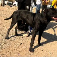 سگ پیتبول نر|سگ|قزوین, |دیوار