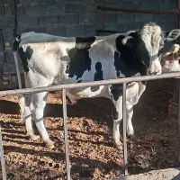 گوساله نر