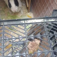 خرگوش ماده ونر  فروشی