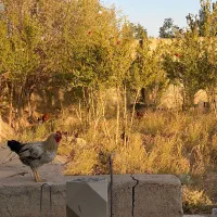 مرغ|حیوانات مزرعه|پلنگ آباد, |دیوار