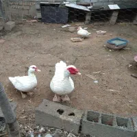 اردک اسراییلی جوان و سرحال