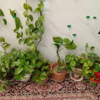 گل وگیاه