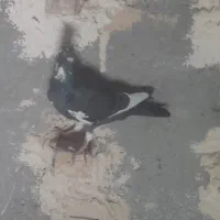 کفتر