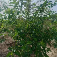 زمین باغچه ۵۰۰متری در خیابان ۱۲متری|فروش زمین و ملک کلنگی|محمدشهر, عباس آباد|دیوار