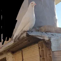 کبوتر ها فروشی|پرنده|ورامین, خیر آباد|دیوار