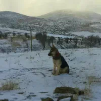 واگذاری ژرمن ورک نگهبان