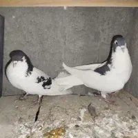 یجفت کفتر شیخی