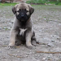 واگذاری توله سگ|سگ|گرگان, |دیوار