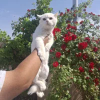واگذاری گربه اسکاتیش خالص انفولد