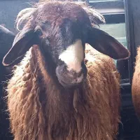 بره وگوسفندقربانی عقیقع.خون ریزی