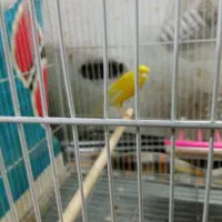 قناری کشیده بلند|پرنده|مشهد, فاطمیه|دیوار