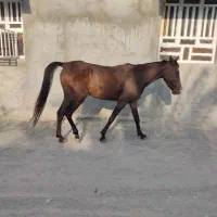 مادیان سه ساله|اسب و تجهیزات اسب‌سواری|میناب, |دیوار