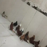 کبوتر رنگی|پرنده|شادگان, |دیوار