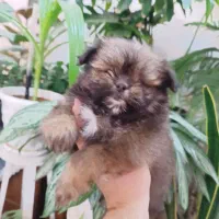 پامرانین|سگ|مشهد, کوی دروی|دیوار