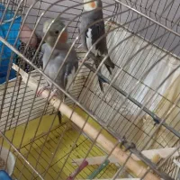 جفت با ۳ جوجه