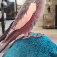 عروس هلندی نر 5ماه
