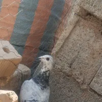 ماده بزک|پرنده|مرودشت, ژیان|دیوار