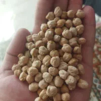 نخود بهاره درشت