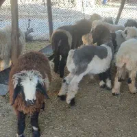 بره لری|حیوانات مزرعه|مسجد سلیمان, |دیوار