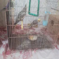 عروس نرو ماده باقفس