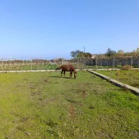 اسب|اسب و تجهیزات اسبسواری|اسالم, |دیوار