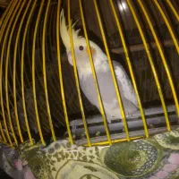 عروس هلندی|پرنده|شاهدشهر, |دیوار