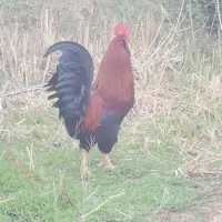 مرغ و خروس|حیوانات مزرعه|دشت ذهاب, |دیوار