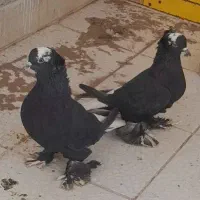 کبوتردر سهند