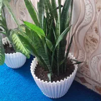 گل های طبیعی